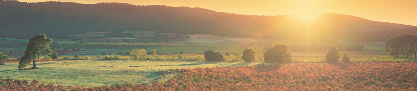 rioja Weinberg im Sonnenuntergang, Landschaft, Weinbaugebiet