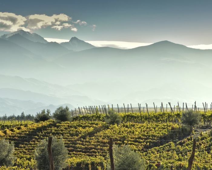 Weinberge mit Bergpanorama, Weinanbaugebiet, idyllisch, Natur
