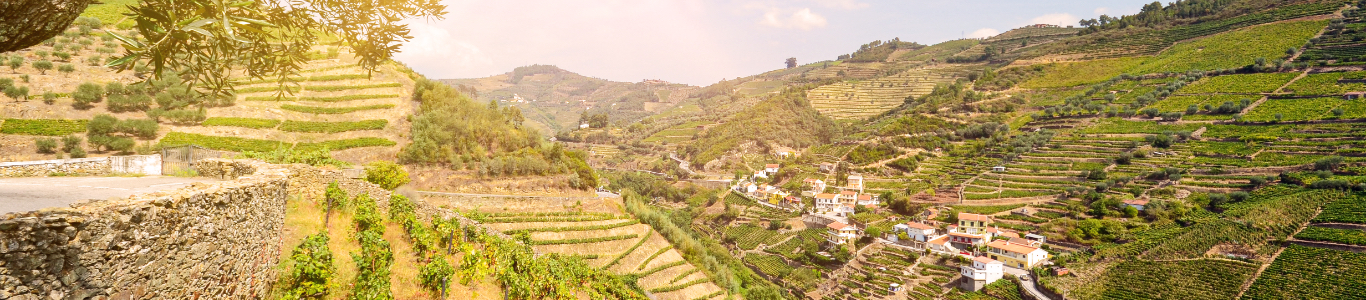 Weinberge in einer malerischen Landschaft, Portugal Weinberge in einer malerischen Landschaft, Portugal
