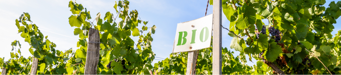 Bio-Weinberg mit Schild: Bioweine aus Deutschland Bio-Weinberg mit Schild: Bioweine aus Deutschland