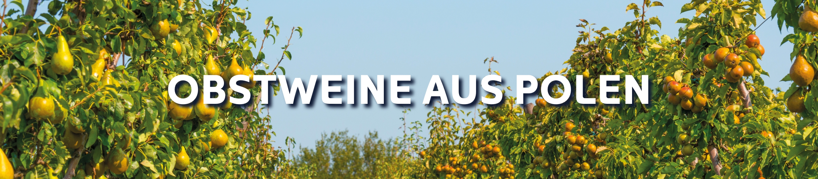 Obstwein aus Polen, frische Birnen vom Baum Obstwein aus Polen, frische Birnen vom Baum