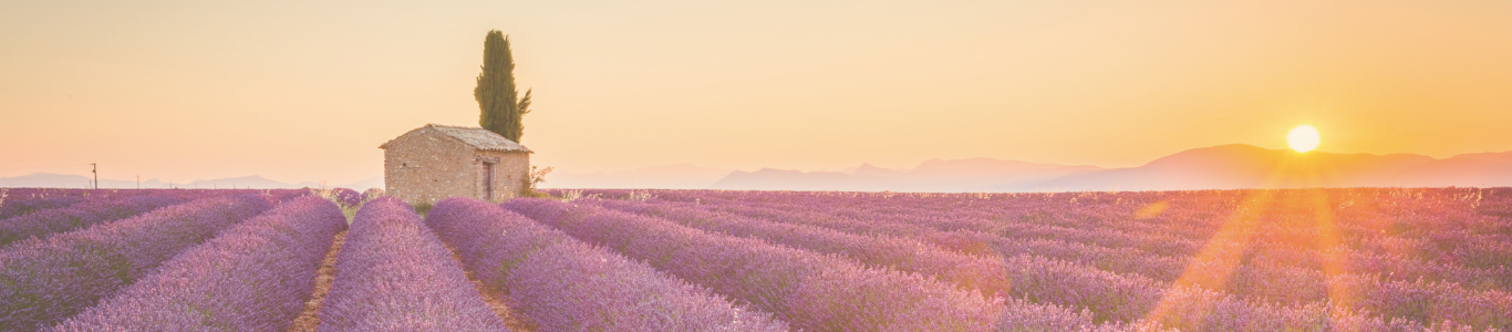 languedoc_roussillon Lavendelfeld im Sonnenaufgang, Weinbau Region Provence