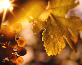 PIWI-Probiertag: Solaris, Calardis Blanc & Souvignier Gris (Abthof, Familie Koch) Nahaufnahme von Trauben und Weinblättern im Sonnenlicht