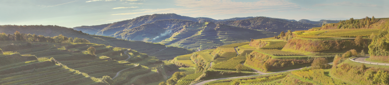 baden Weinberge mit malerischer Landschaft und Weinanbau