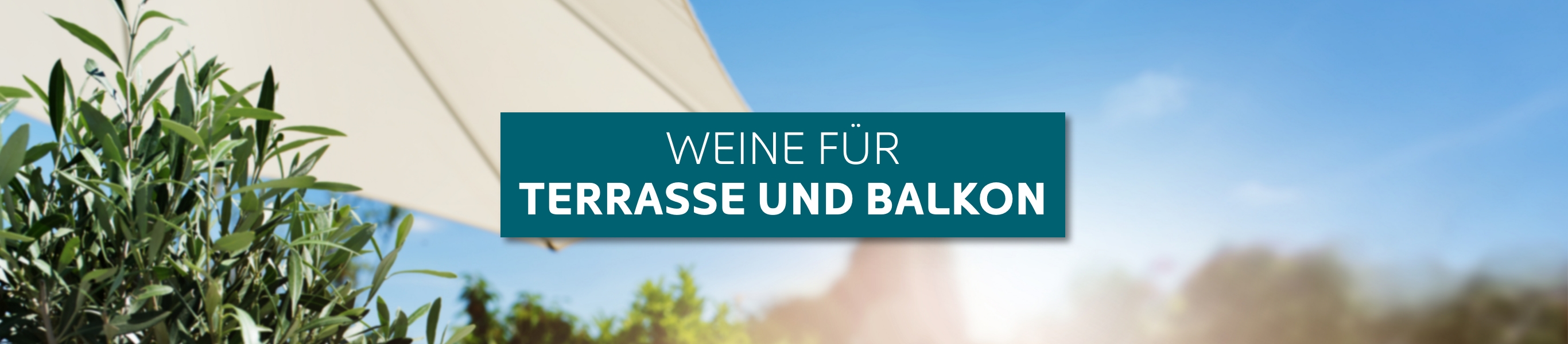 terassenweine balkon