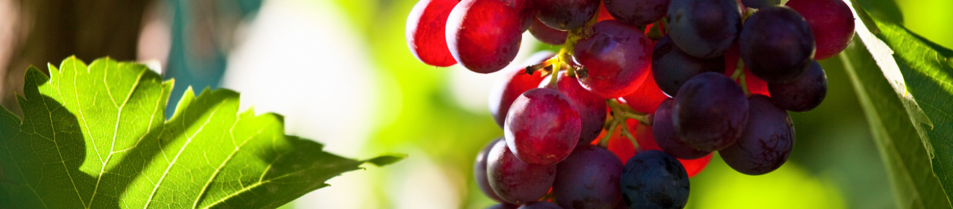 Rote Weintrauben am Rebstock, Produktbild für Weinverkauf Rote Weintrauben am Rebstock, Produktbild für Weinverkauf
