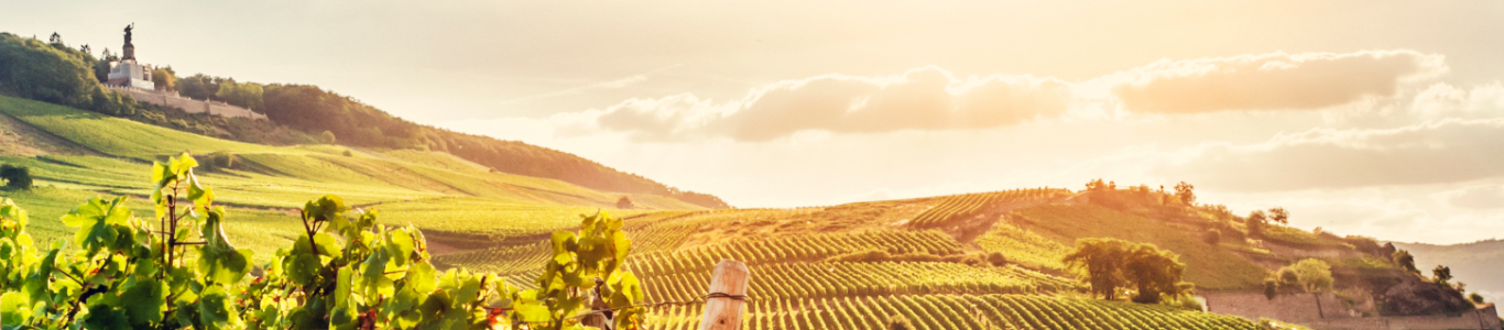 Weinberge und Landschaft im Sonnenuntergang, Qualitätswein Weinberge und Landschaft im Sonnenuntergang, Qualitätswein