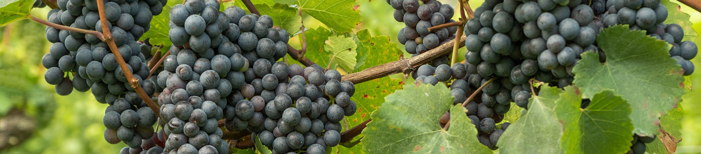 Weinreben mit Trauben, Nahaufnahme, Weinanbau, hochwertige Qualität Weinreben mit Trauben, Nahaufnahme, Weinanbau, hochwertige Qualität