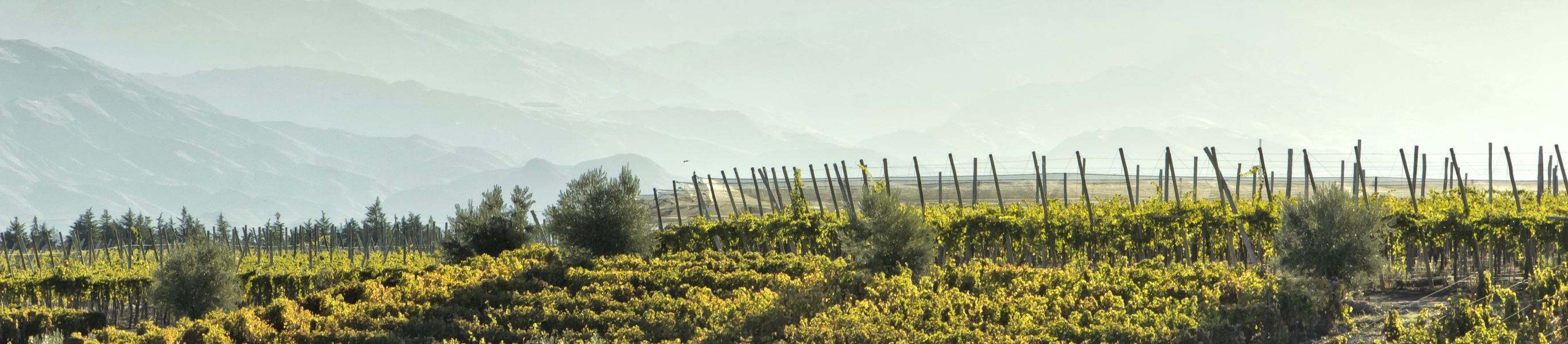 Weinberg mit Bergen im Hintergrund, für Weinliebhaber