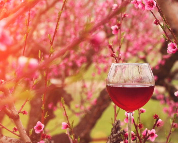 Rotwein im Glas mit blühenden Kirschblüten im Frühling