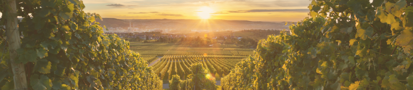 pfalz Weinberge bei Sonnenuntergang, Weinanbaugebiet im Sommer